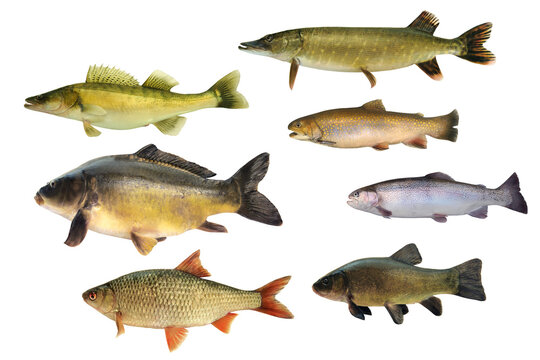 Fischtafel 6