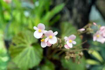 pink flowers in the garden