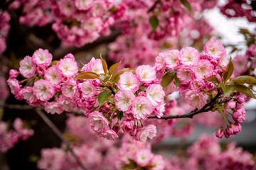 Fototapeta premium Spring blossom celebration urban park floral photography natural setting close-up view beauty of nature
