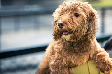 A happy curly brown poodle mix dog with tongue out is held lovingly by an Asian person in a green shirt, with soft blurred park background and chain-link fence visible in the distance