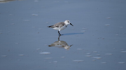 Sanderling