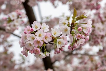 Blooming cherry blossoms spring season nature photography outdoor garden close-up beauty of life