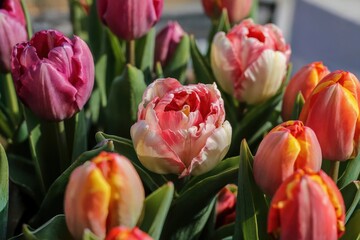 Blooming tulips in spring garden nature photography vibrant colors outdoor scene close-up view floral beauty