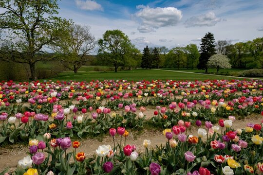 Vibrant tulip festival botanical garden floral photography springtime wide-angle nature's beauty in bloom