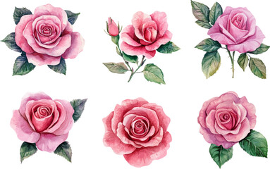 Naklejka premium set of pink roses