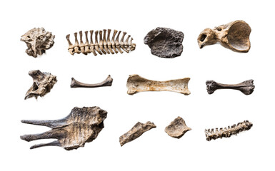 Obraz premium Fossilized Animal Bones for Wildlife Study and Display - Isolated on White Background