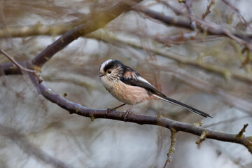 Long tailed tit perched on a twig, County Durham, England, UK.