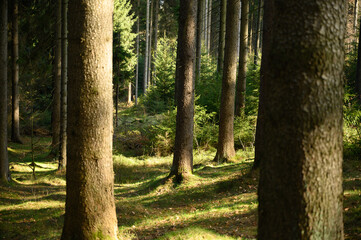 Tall spruce trees cast long shadows across sunlit moss and grass. A peaceful forest bathed in light, ideal for wellness themes, forest walks, and nature-centered visuals.