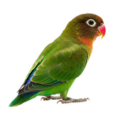 Fototapeta premium red parrot isolated on white