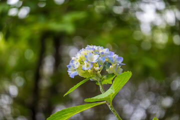 咲き始めの青いアジサイ