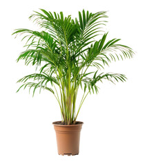 Fototapeta premium PNG Palm Tree plant tree palm.