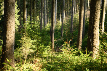 Sunlight filters through tall spruce trees in a quiet forest. Lush green undergrowth glows in soft light, perfect for eco tourism, meditation, and nature-inspired design.