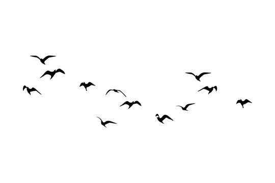 vector silhouette of a flock of flying birds