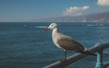A seagull perched on a railing, gazing out at the ocean in Malibu. The serene scene captures the beauty of nature and the calmness of the coastal environment, with the vast sea.