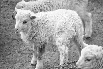black and white, young lambs standing close together on sandy ground. Fluffy fur