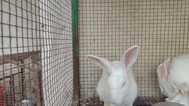 Rabbit in cage, and a small rabbit is also there feeding the cabbage.