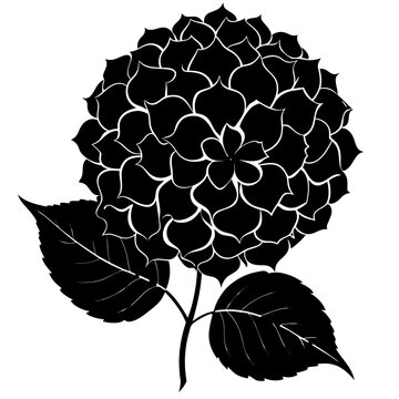 black and white hydrangea flower silhouette clip art preview