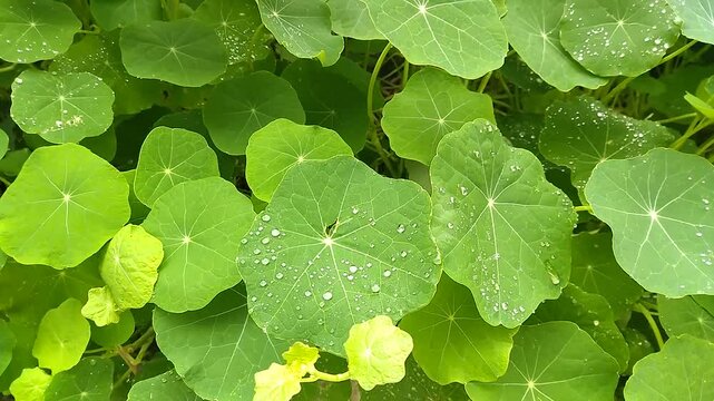 Raindrops on green flower leaves. Background of green nasturtium leaves. Gentle breeze caresses fresh flower leaves. Raindrops on green plant leaves