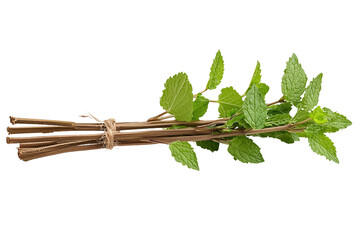 Fresh Green Mint Bundle on Transparent Background Showing Detailed Leaves and Textured Stems