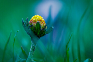 Macro of unopened Bellis perennis flower bud emerging from grass, vibrant green and blue tones © Kristof