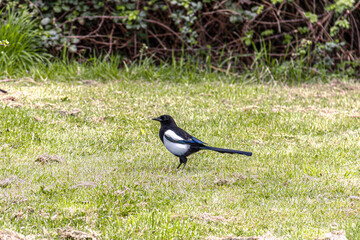 Magpie on the grass.