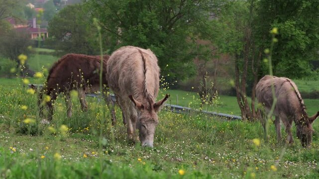 Donkeys enjoy fresh grass in a serene field, celebrating world donkey day