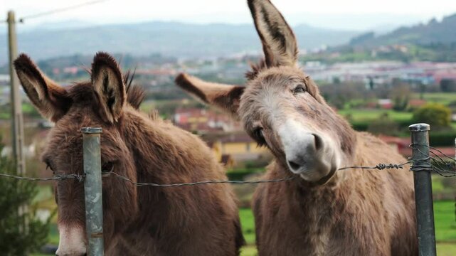 Two donkeys behind a barbed wire fence are playing and showing affection to each other