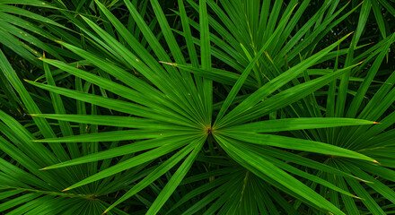 Obraz premium Dark tropical leaves background,jungle leaf banner for cover or, jungle, natural, nature, overhead, palm, spring, summer, texture,wallpaper design. ai generated