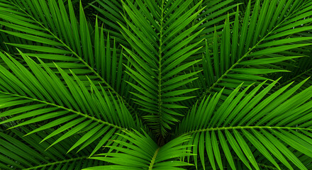 Fototapeta premium Dark tropical leaves background,jungle leaf banner for cover or, jungle, natural, nature, overhead, palm, spring, summer, texture,wallpaper design. ai generated