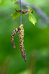 Birch buds with leaves on a blurred green background.