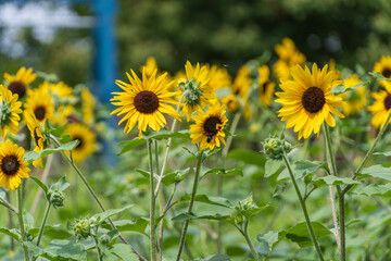 夏の陽射しに咲くひまわり畑