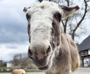 Curious donkey close-up in outdoor farm setting with overcast sky