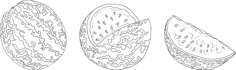 Watermelon line illustration set. Watermelon fruit vector set. Illustration of watermelon for coloring pages