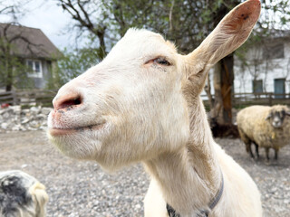 Close-up of white goat in farmyard setting with barn and trees in background