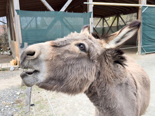 Curious donkey with open mouth in barnyard setting