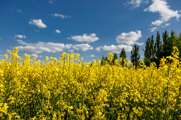 Blooming rapeseed (Brassica napus).Yellow field and blue sky with clouds.Agricultural field with rapeseed plants. Oilseed, canola, colza.Blooming yellow canola flower meadows.