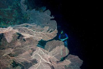 Mozambique, Nuarro, Giant Gorgonian, Sea Fan (Subergorgia hicksoni)
