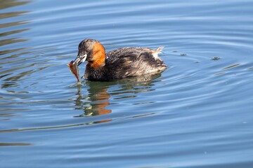 Grèbe castagneux attrapant un poisson dans l'eau