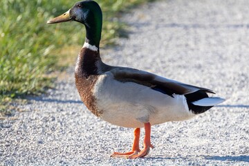 Canard colvert mâle sur un chemin de gravier