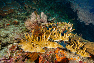Mozambique, Nuarro, Coral reef