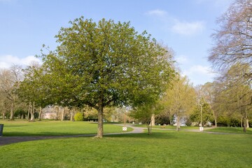 Grand arbre vert dans un parc ensoleillé au printemps