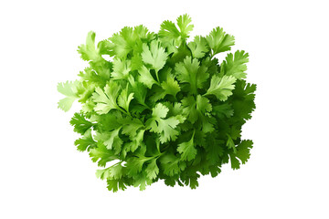 Obraz premium A vibrant bunch of cilantro with lush green leaves isolated on a white transparent background. Perfect for salads, various cooking methods, and healthy, nutritious dishes