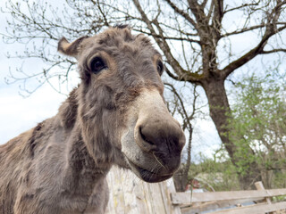 Obraz premium Close-up of a donkey in a rural setting with leafless trees in the background