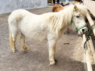 Cream-colored pony standing in a rustic barnyard setting