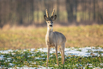 A roe deer stands in a field © darekb22