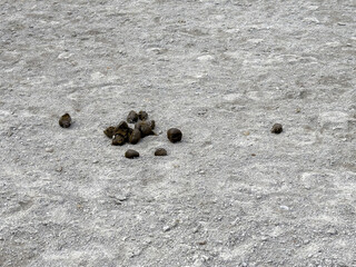 Horse manure on rocky ground surface in sunny outdoor setting