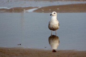 Herring gull in the wild