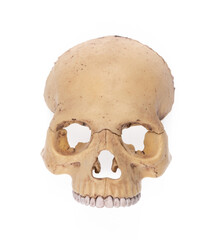 creepy skull with teeth isolated on white background