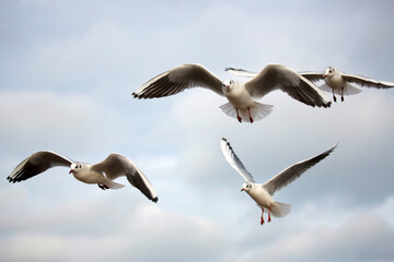 Gulls in the flight