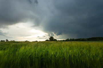 Dark storm clouds over a field with green grain